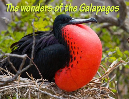 Galapagos Island cruising goes upscale