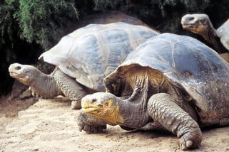 You can see these Giant Tortoise on a cruise of the Galapagos Islands