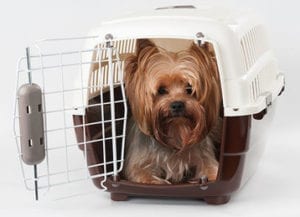 Put your pet in a pet carrier approved by your airline.