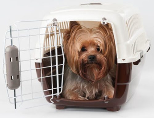 Tips for flying with pets onboard