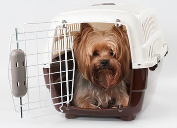 Tips for flying with pets