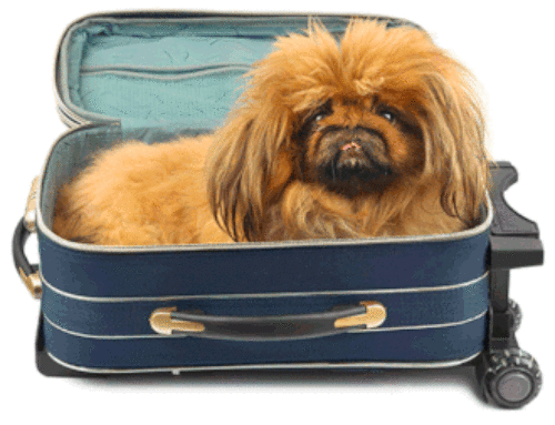 How do find a pet friendly hotel