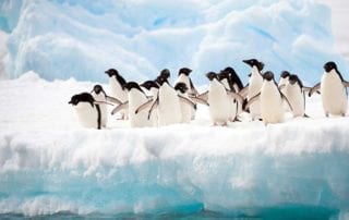 Penguis Antarctia