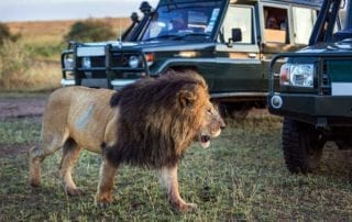 Africa Safari Lion Around Tourist