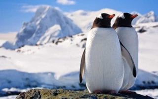 Antarctica Penguin