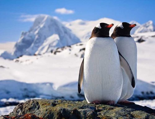 Embracing Antarctica: A Journey into the Pristine Wilderness