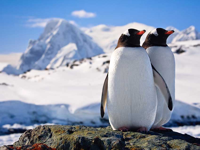 Antarctica Penguin