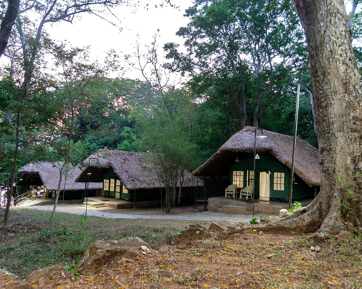 Jungle Lodge