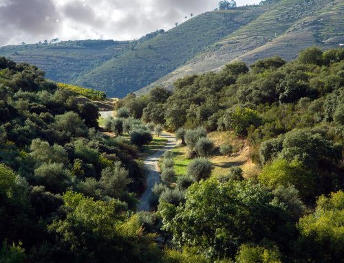The Top 6 Destinations for Shoulder Season Luxury in the Fall